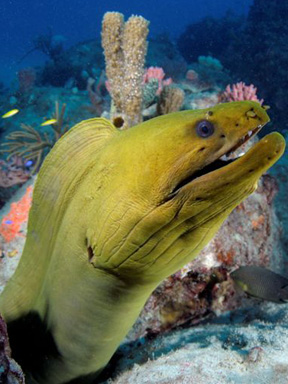 Dive With South Florida Diving Headquarters
